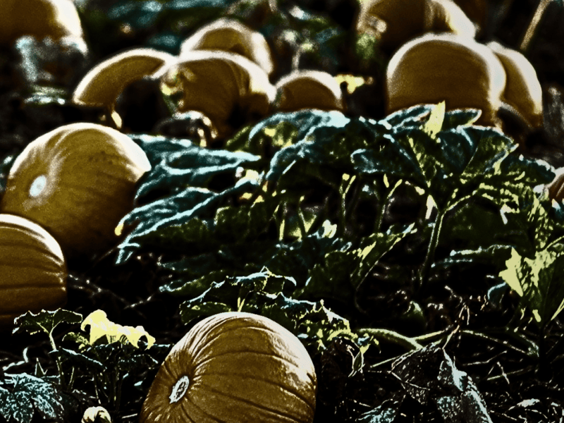 Reap What Was Sown – Part&nbsp;1